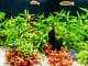 12 Best Aquarium Plants Floating, Low Light, Easy Care and More... Cover