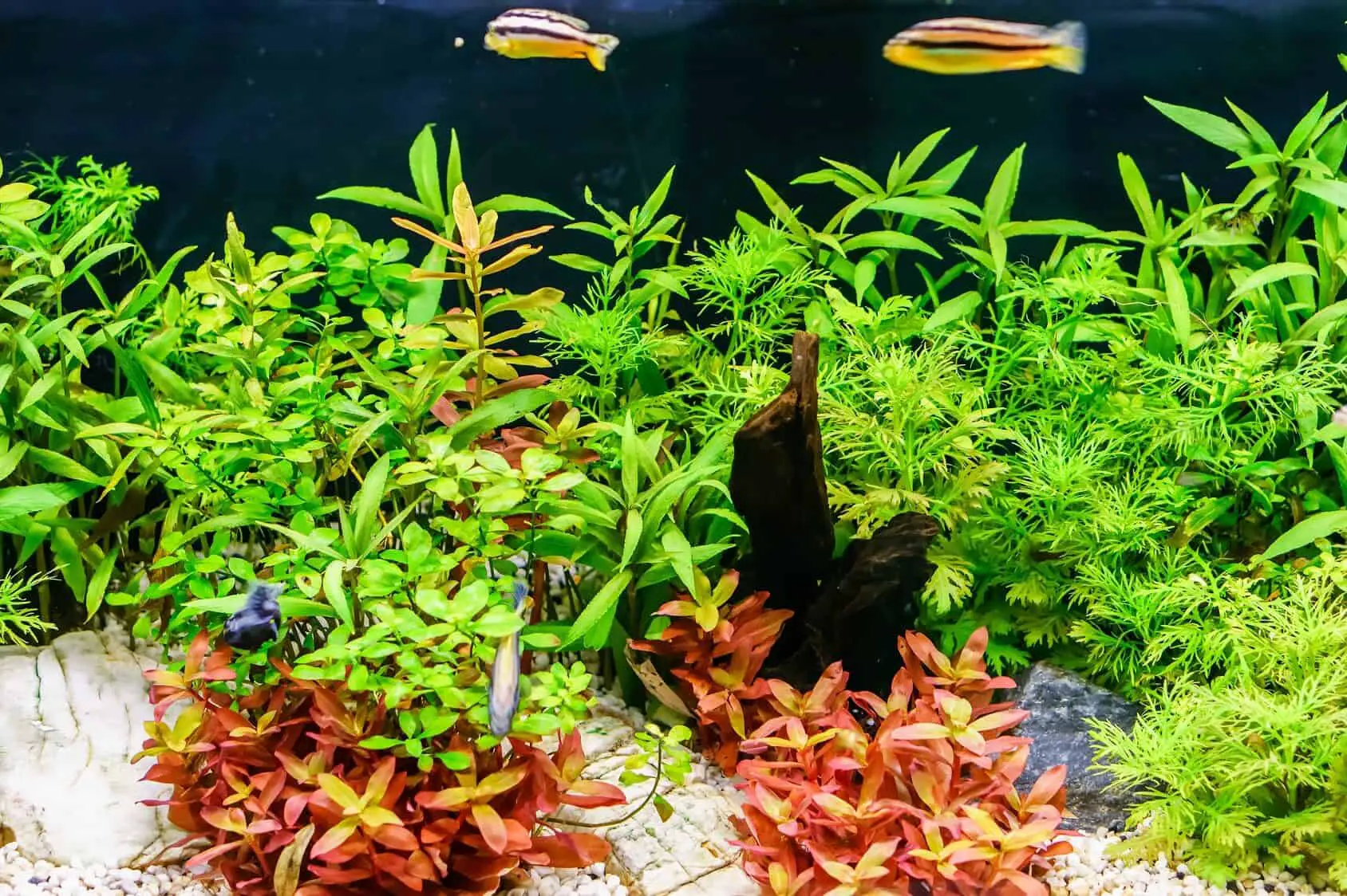 رعاية النباتات المائية الحية