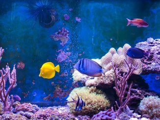 17 Most Popular Saltwater Fish