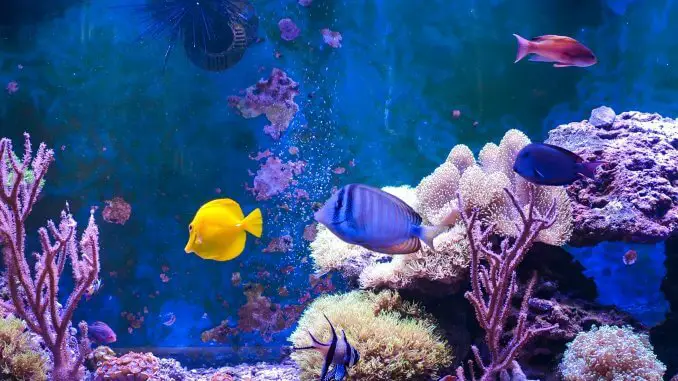 17 Most Popular Saltwater Fish