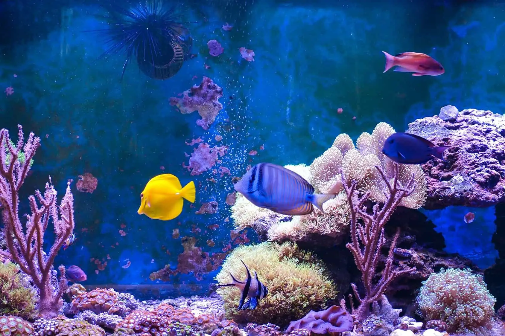 common saltwater aquarium fish