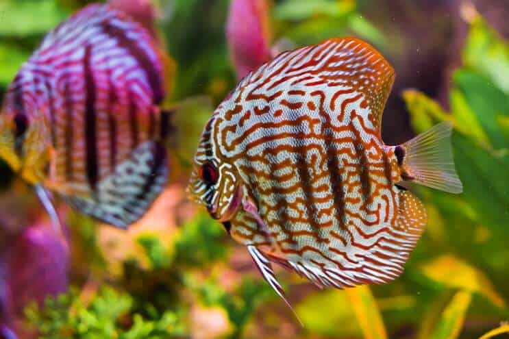 discus fish up close