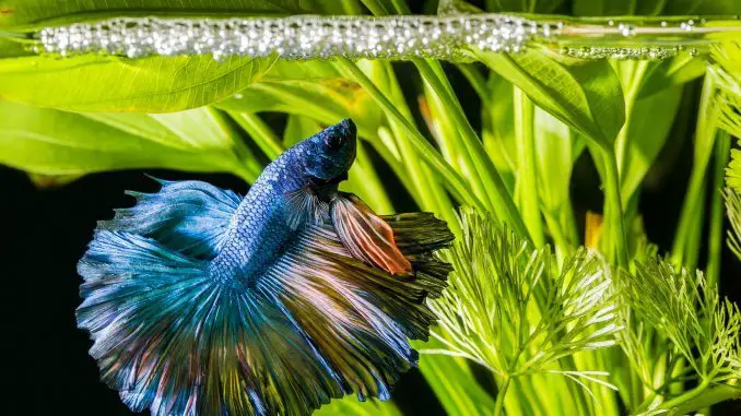 50 Betta Fish Tank Mates The Definitive Compatibility List Cover