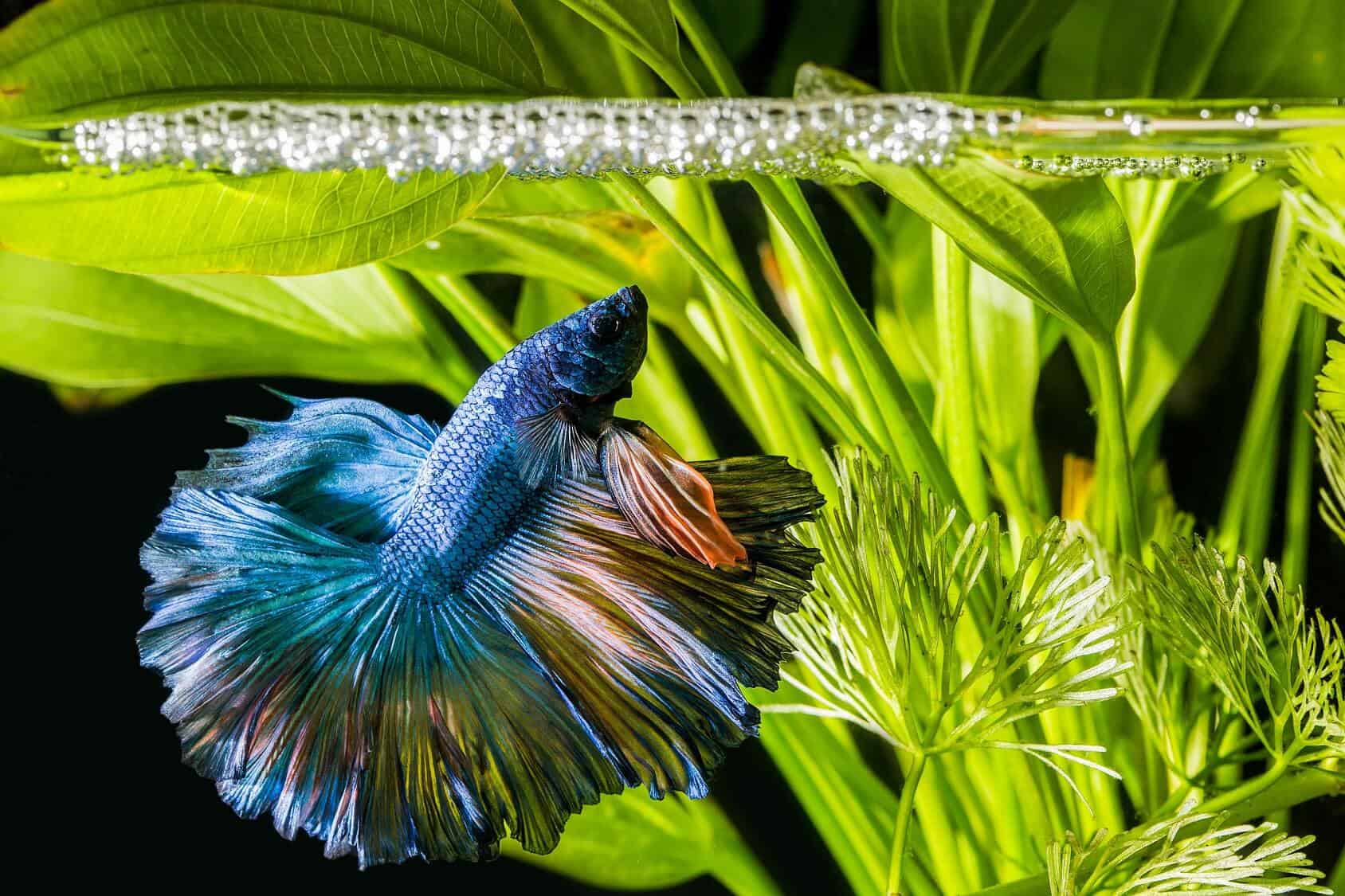 female betta community tank