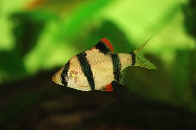 Tiger Barb