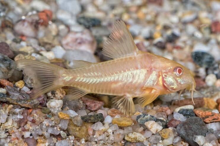 An albino cory catfish swimming near the substrate of its tank