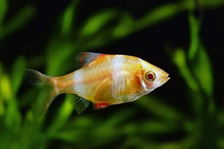 Albino Tiger Barb