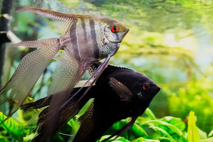 Two different species of angelfish swimming in a planted aquarium