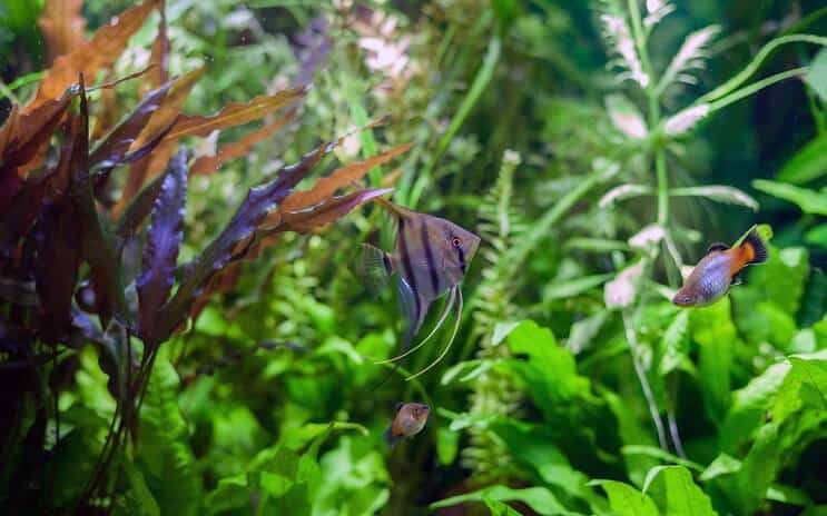 Angelfish swimming with guppies and other tank mates in a planted tnak