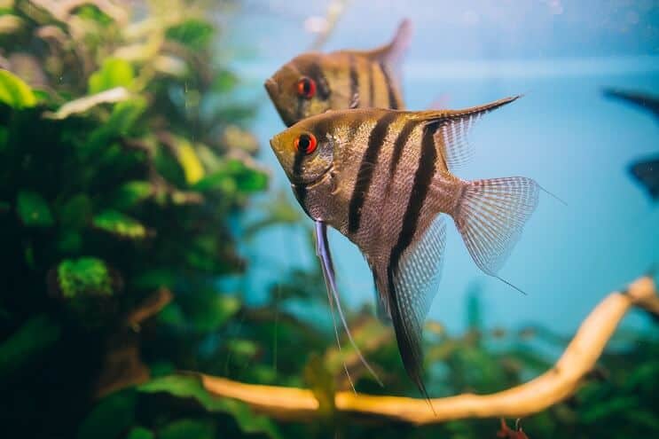 Two angelfish swimming together in a planted aquarium