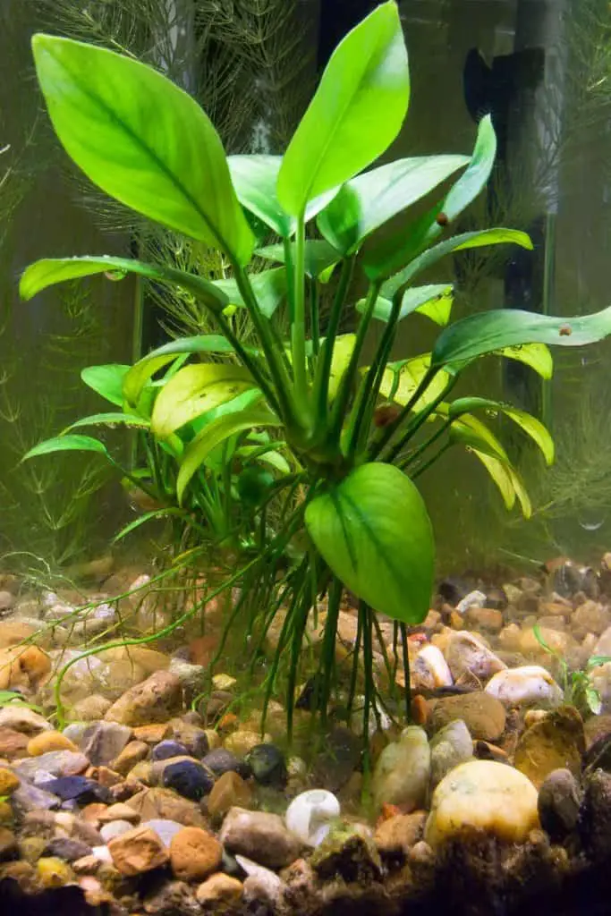 Anubias