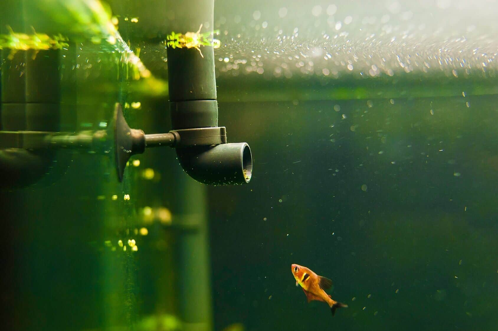 opnå Uredelighed jeg er enig Aquarium Pumps: The Complete Review Of The Best Aquarium Pumps -  Fishkeeping World