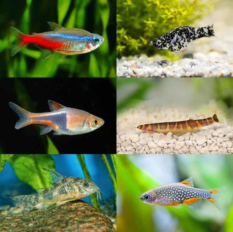 50 Betta Fish Tank Mates The Definitive Compatibility List 21 Fishkeeping World