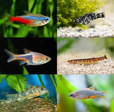 Choose the Safe Betta Fish Tank Mates - Hygger