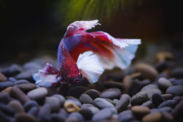 Betta Fish Swimming