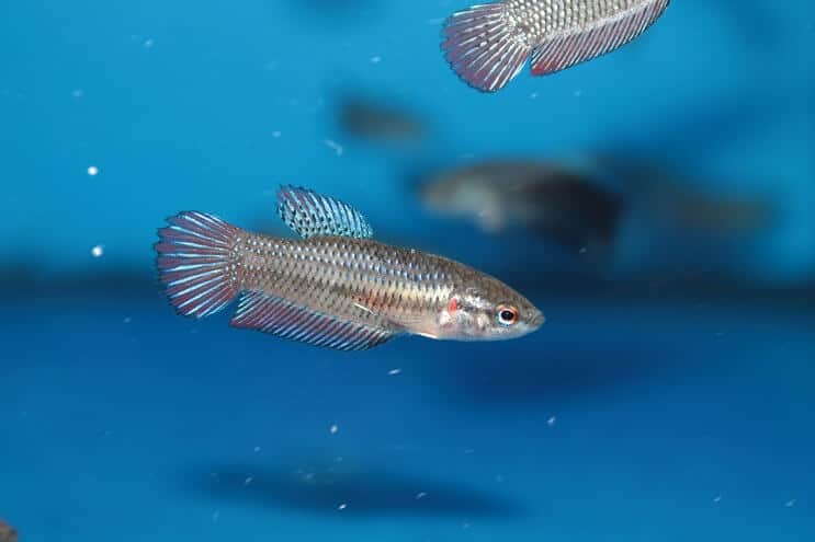 Betta Sorority in blue tank