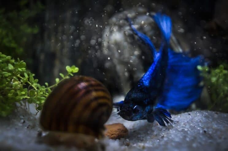 Betta and Snail