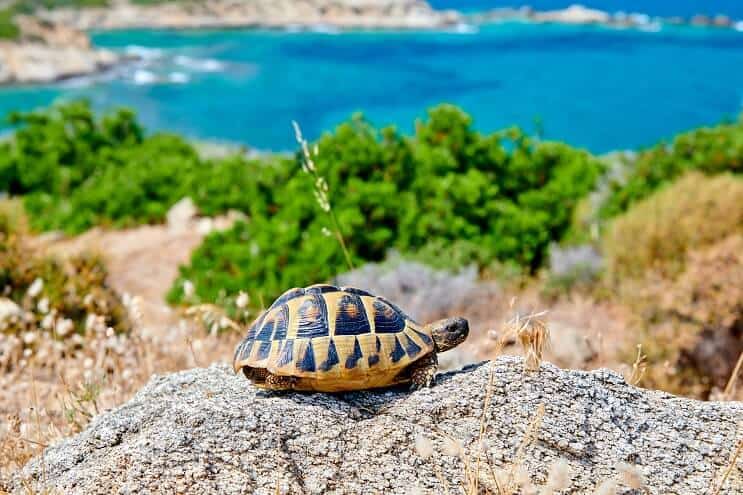 Box Turtle In The Sun