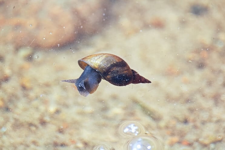 Clown Loach Diet