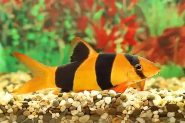 The Clown Loach Care Guide A Playful Bottom Dweller For Community Tanks Fishkeeping World
