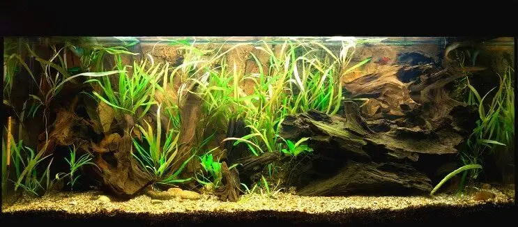Planted tank for a German blue ram