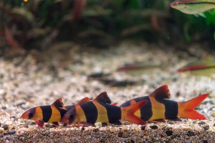 Clown Loach Tank Mates