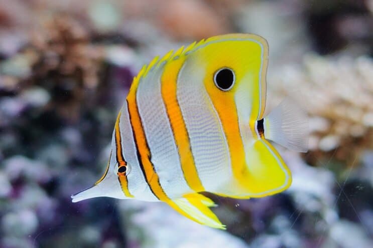 Copperband Butterflyfish