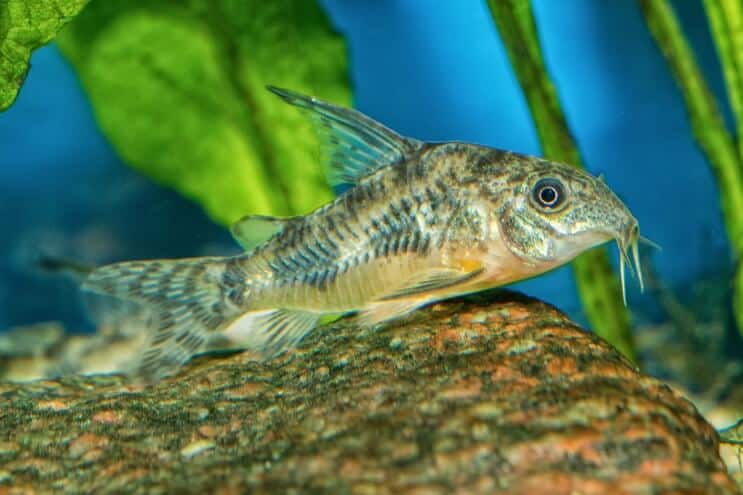 A cory catfish swimming near the bottom of a planted tank