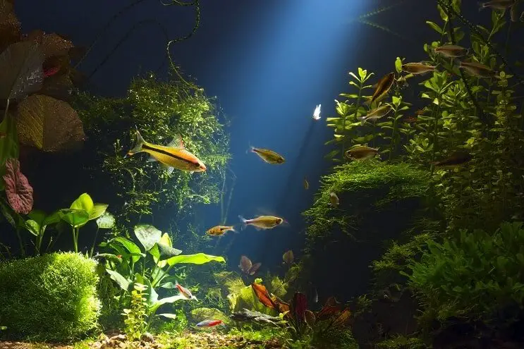 A cory catfish swimming with its tank mates in a planted aquarium