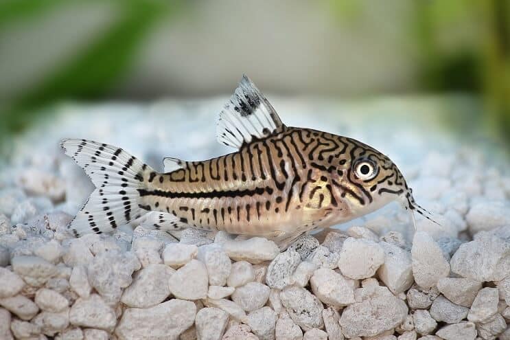 Corydoras catfish resting on rocky substrate