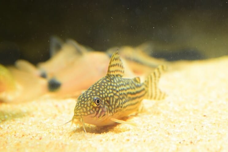 A beautiful cory catfish swimming along the sandy substrate