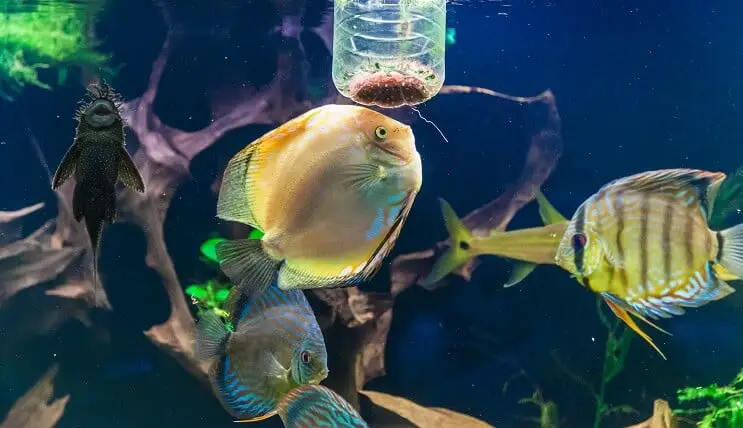 discus fish feeding in aquarium