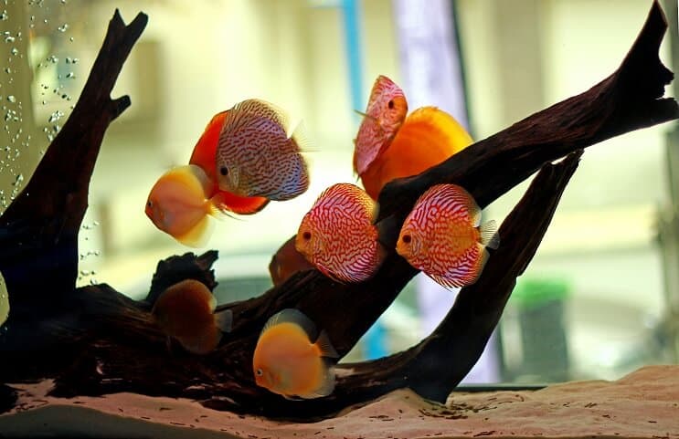 group of discus fish in decorated aquarium