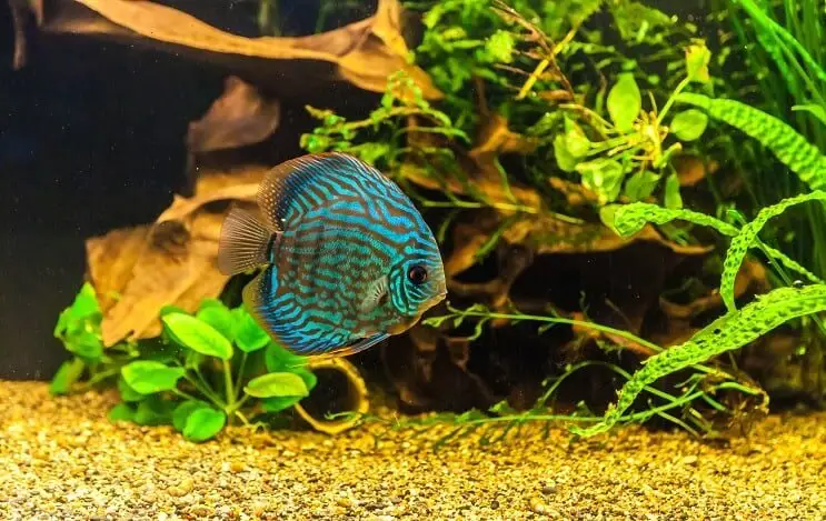 discus fish swimming in a planted tank