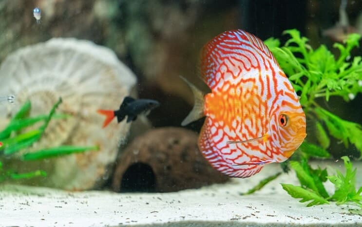 discus fish with tank mates in planted tank