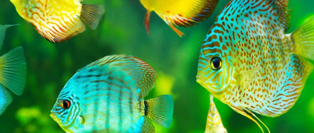Discus Fish Ultimate Care Guide The King Of The Aquarium? Banner