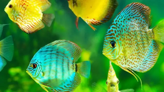 Discus Fish Types Chart