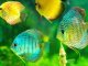 Discus Fish Ultimate Care Guide The King Of The Aquarium? Banner