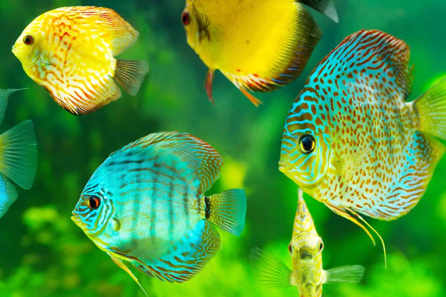 discus fish maintenance