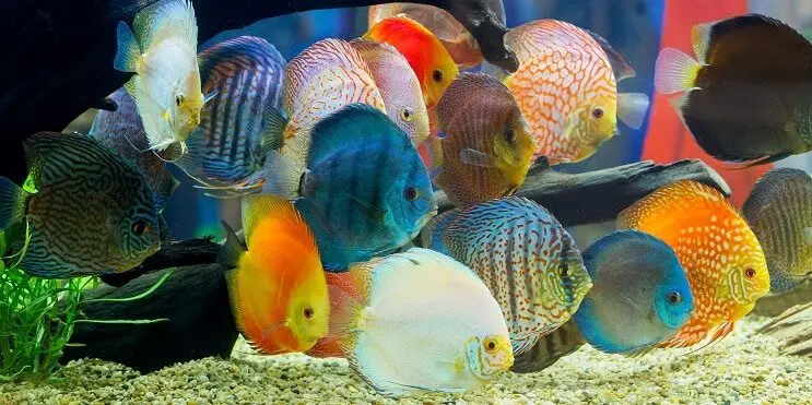 group of colorful discus fish swimming together