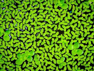 Duckweed