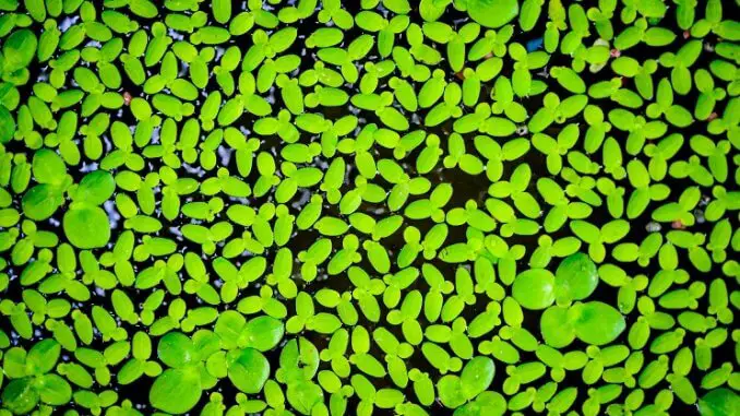 Duckweed