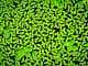 Duckweed