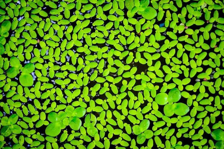 Duckweed facts & overview