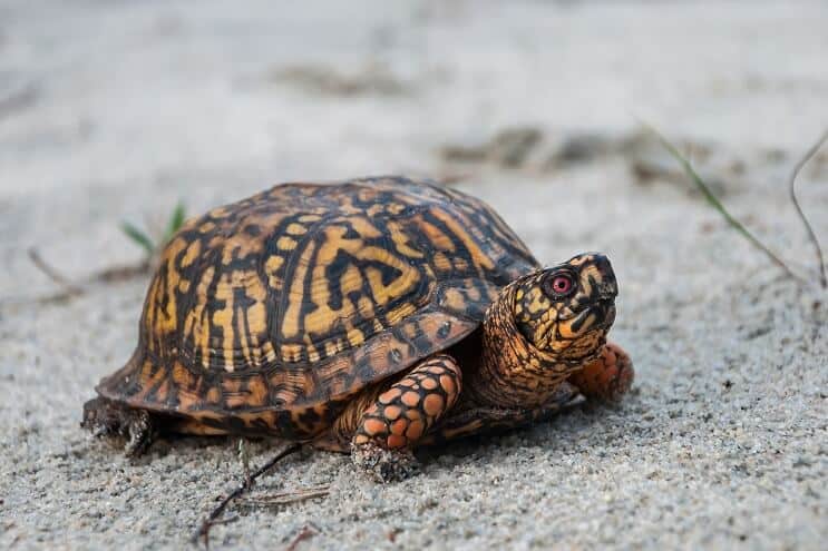 Eastern Box Turtle Appearance