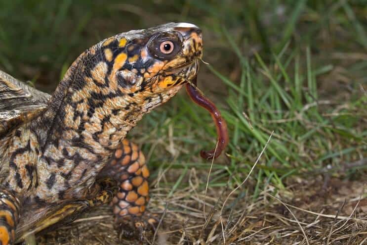 Eastern Box Turtle Diet