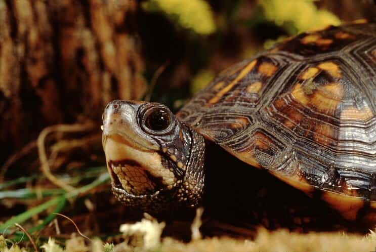 Eastern Box Turtle