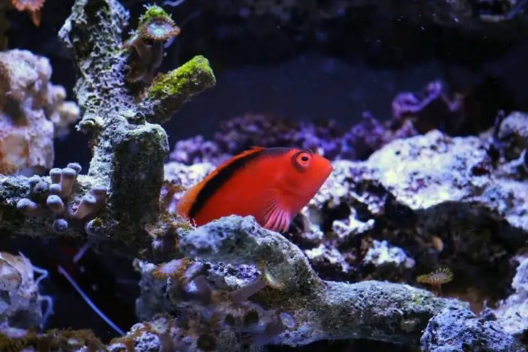 Flame Hawkfish