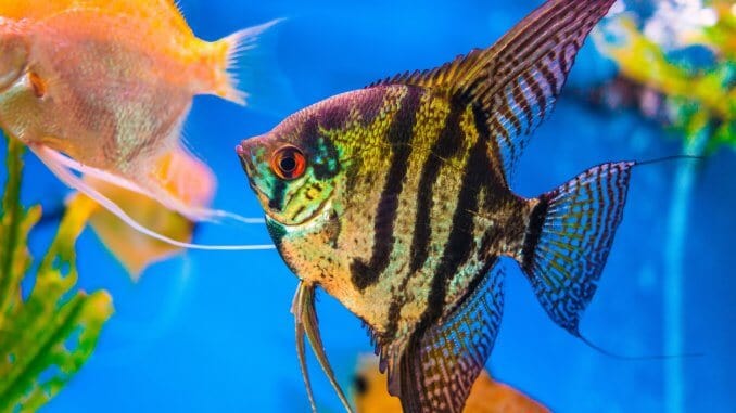 Freshwater Angelfish Care Guide The Queen Of The Aquarium? Cover