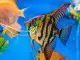 Freshwater Angelfish Care Guide The Queen Of The Aquarium? Cover